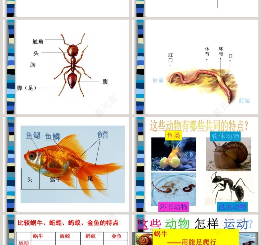 探索我们和动物有哪些相同和不同之处 - 教育培训行业PPT模板内容第2张