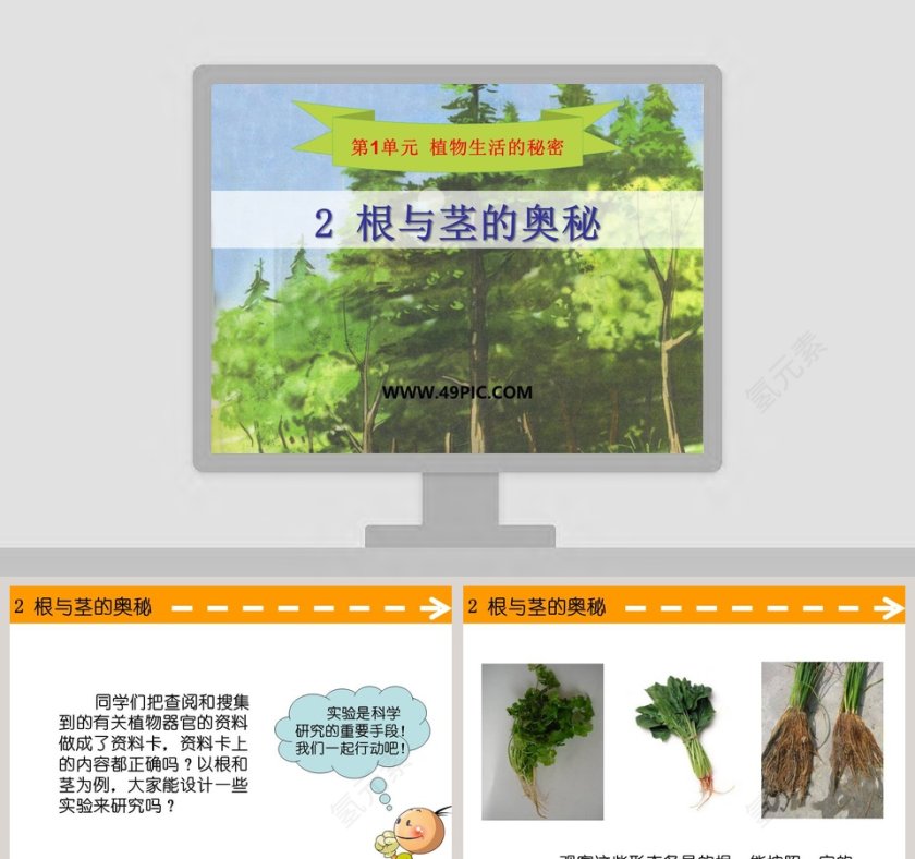 2-根与茎的奥秘教学ppt课件第1张