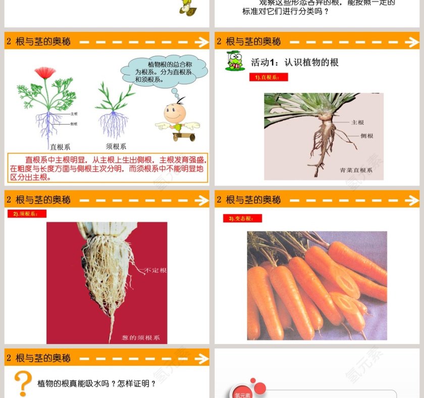 2-根与茎的奥秘教学ppt课件第2张