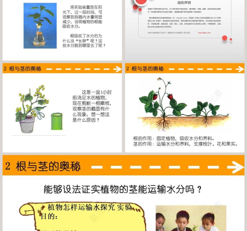 2-根与茎的奥秘教学ppt课件第3张