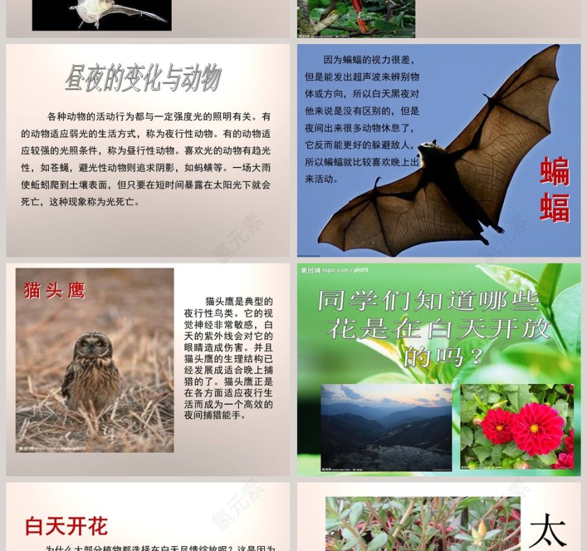 昼夜与生物-青岛版四年级科学下册教学ppt课件第2张