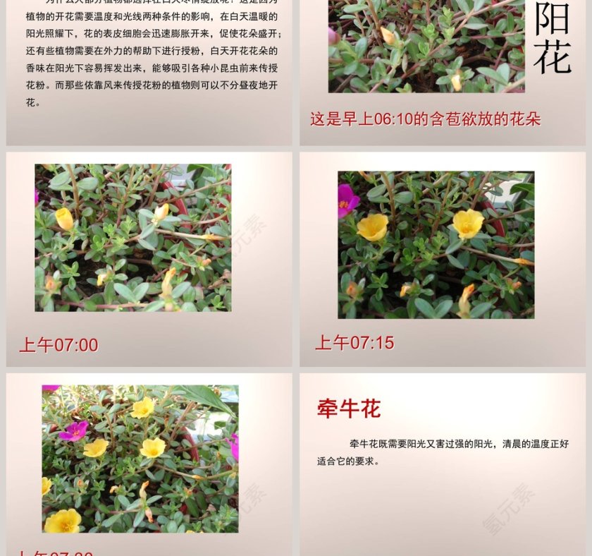 昼夜与生物-青岛版四年级科学下册教学ppt课件第3张