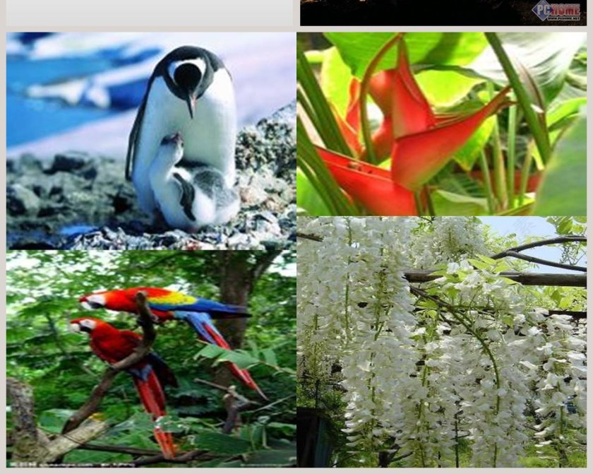 昼夜与生物-青岛版四年级科学下册教学ppt课件第6张