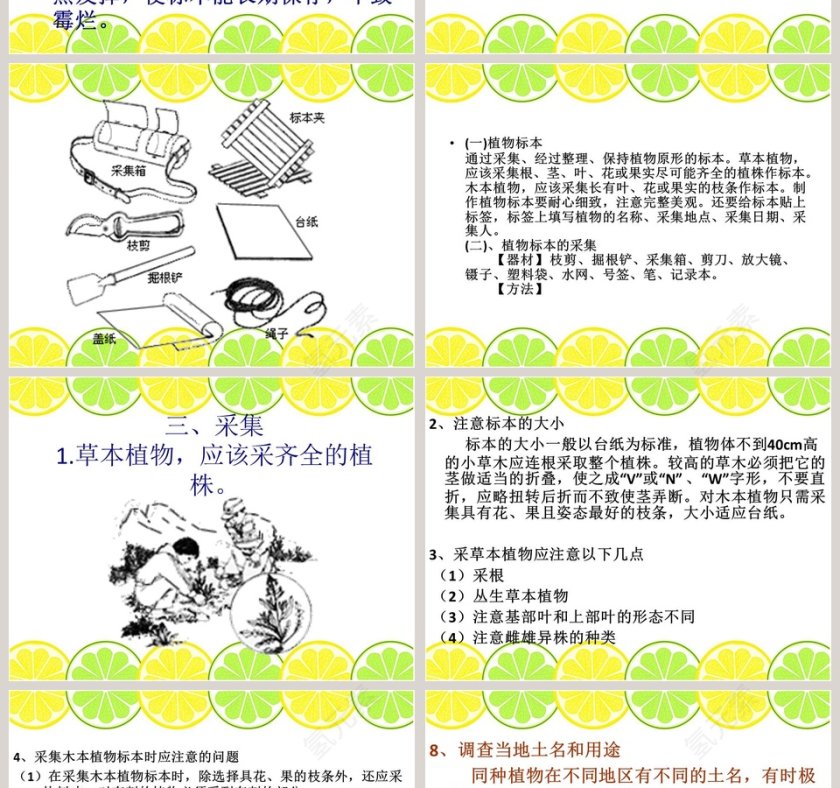 制作植物标本教学ppt课件第2张