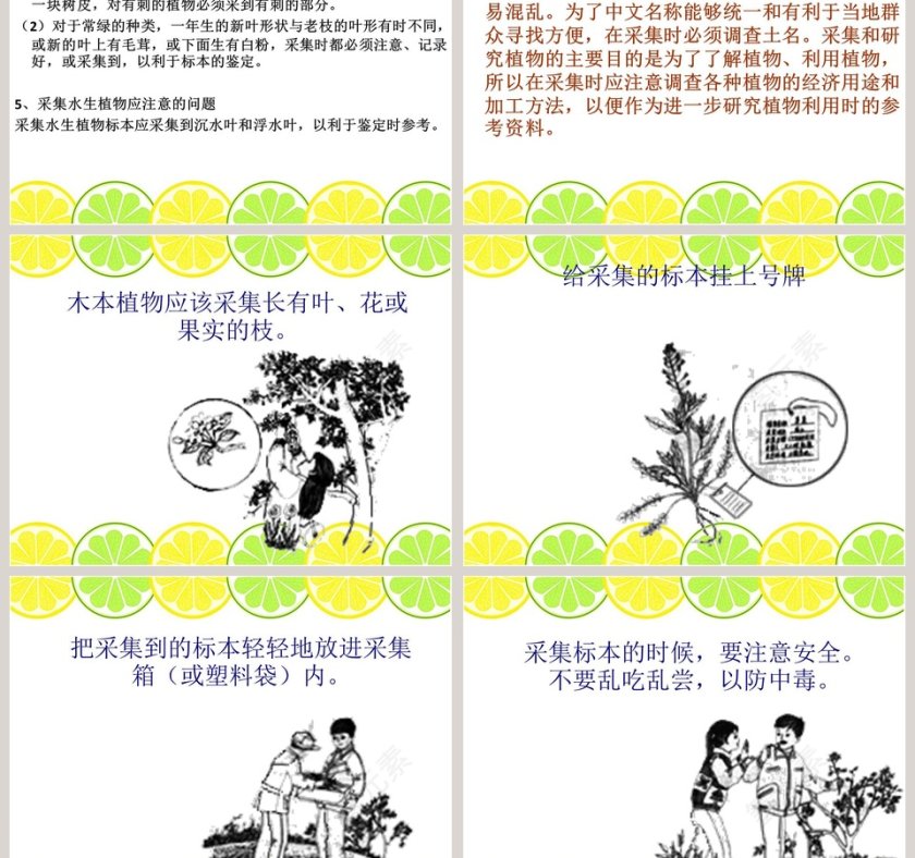 制作植物标本教学ppt课件第3张