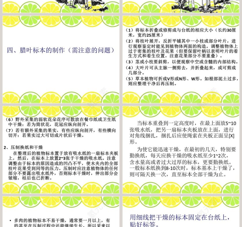 制作植物标本教学ppt课件第4张