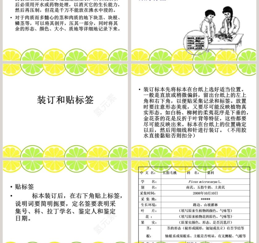 制作植物标本教学ppt课件第5张