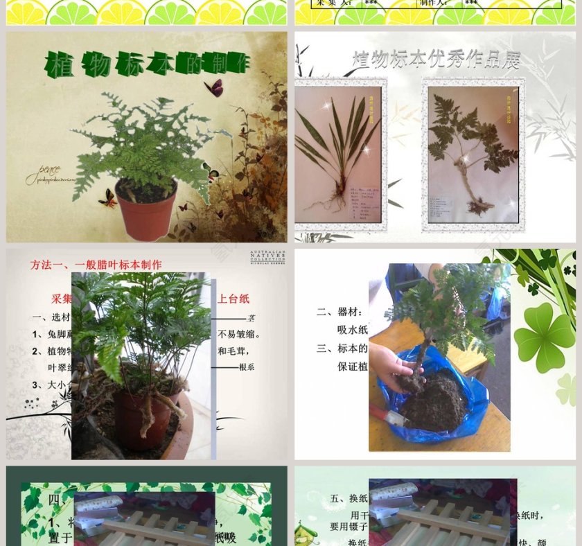 制作植物标本教学ppt课件第6张
