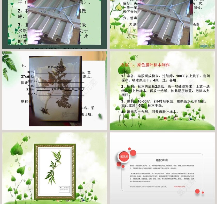 制作植物标本教学ppt课件第7张