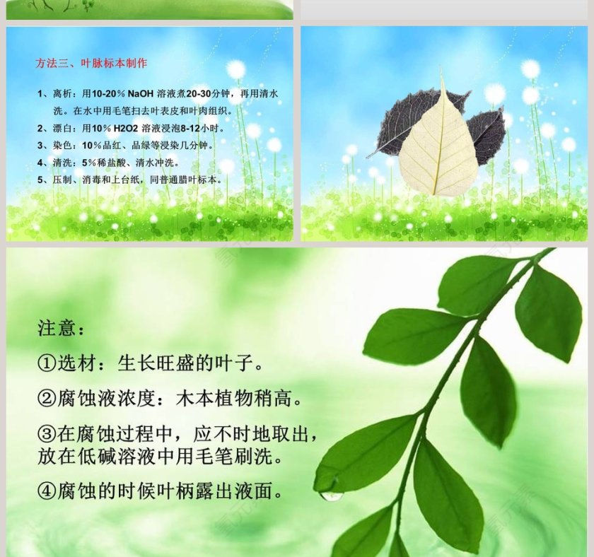 制作植物标本教学ppt课件第8张