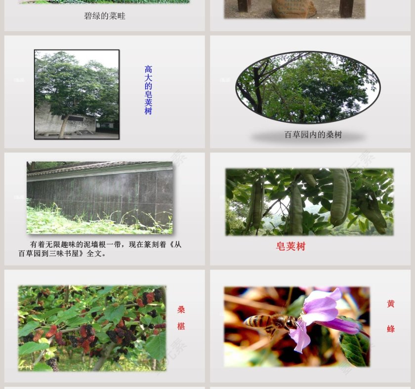 课文解析从百草园到三味书屋语文课件PPT第4张