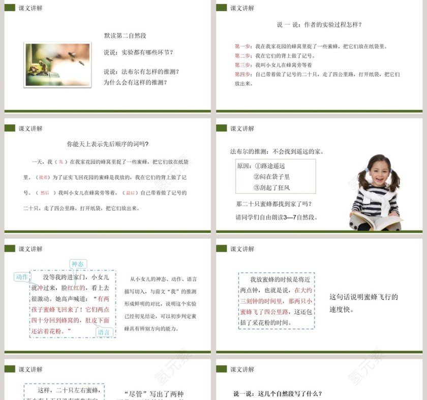 部编版三年级语文下册蜜蜂语文课件PPT第5张