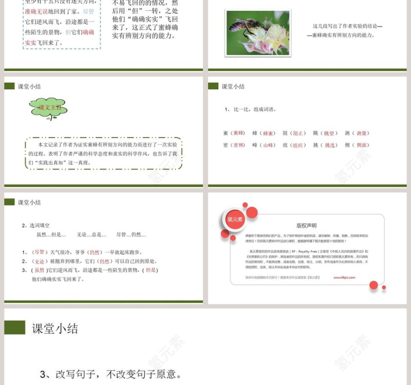 部编版三年级语文下册蜜蜂语文课件PPT第6张