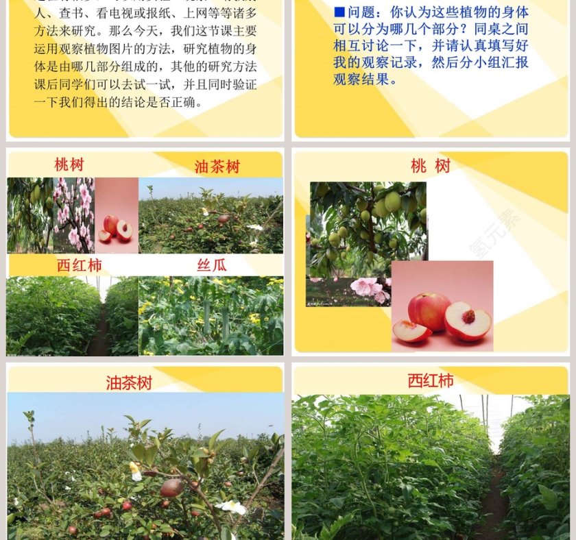 湘 教 版 小 学 四 年 级 科 学 上 册-植物的身体教学ppt课件第3张