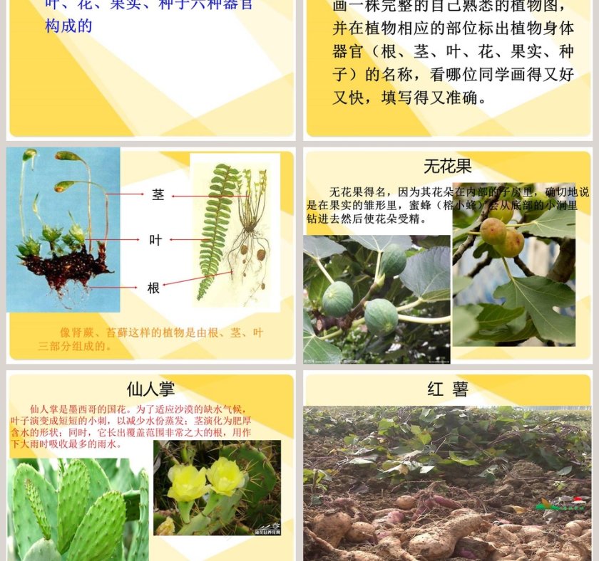 湘 教 版 小 学 四 年 级 科 学 上 册-植物的身体教学ppt课件第5张
