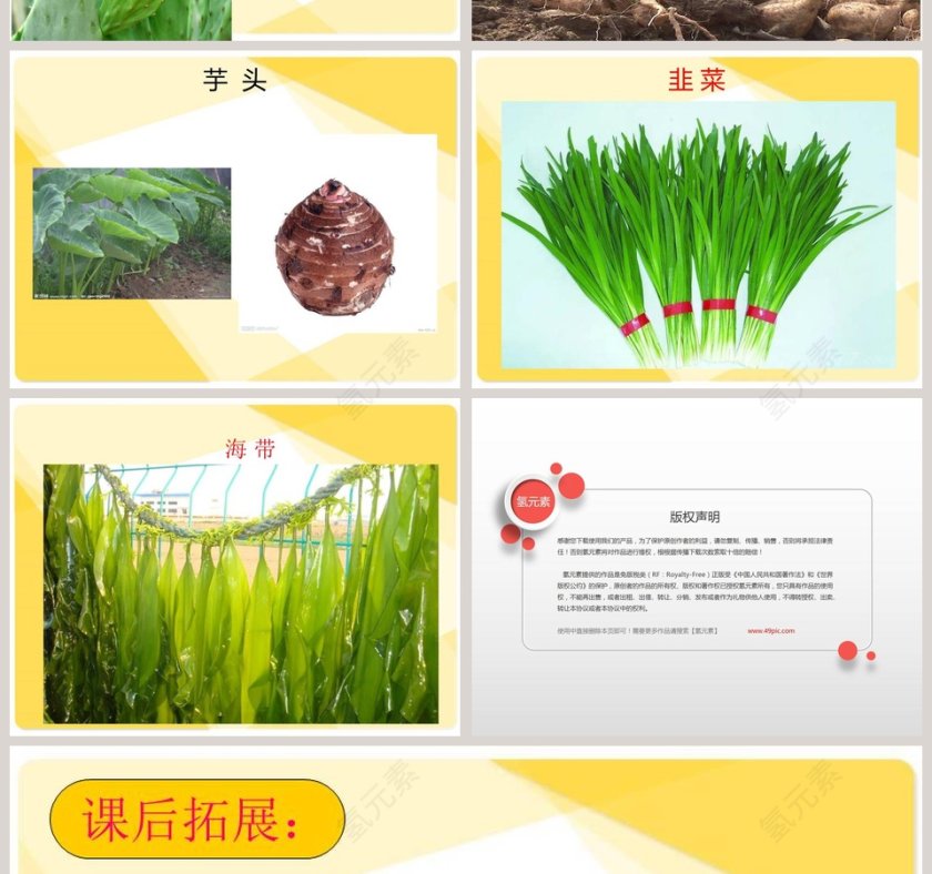 湘 教 版 小 学 四 年 级 科 学 上 册-植物的身体教学ppt课件第6张