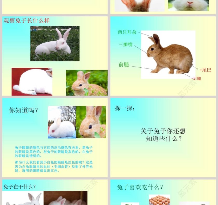 第二单元兔子PPT模板第2张