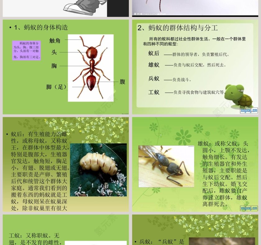 第19课：PPT模板设计与竞聘行业应用第2张