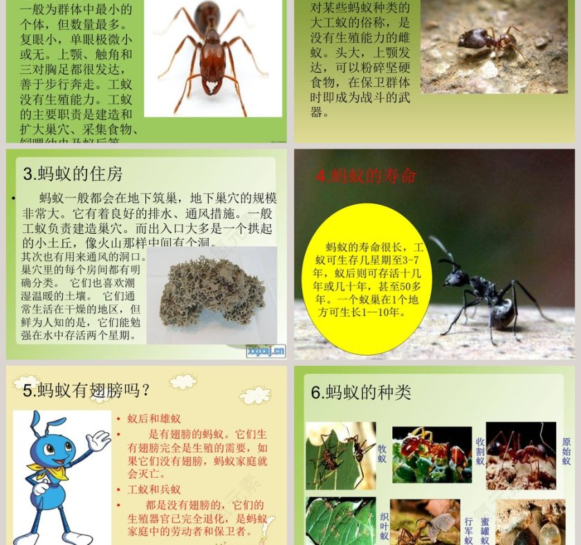 第19课：PPT模板设计与竞聘行业应用第3张