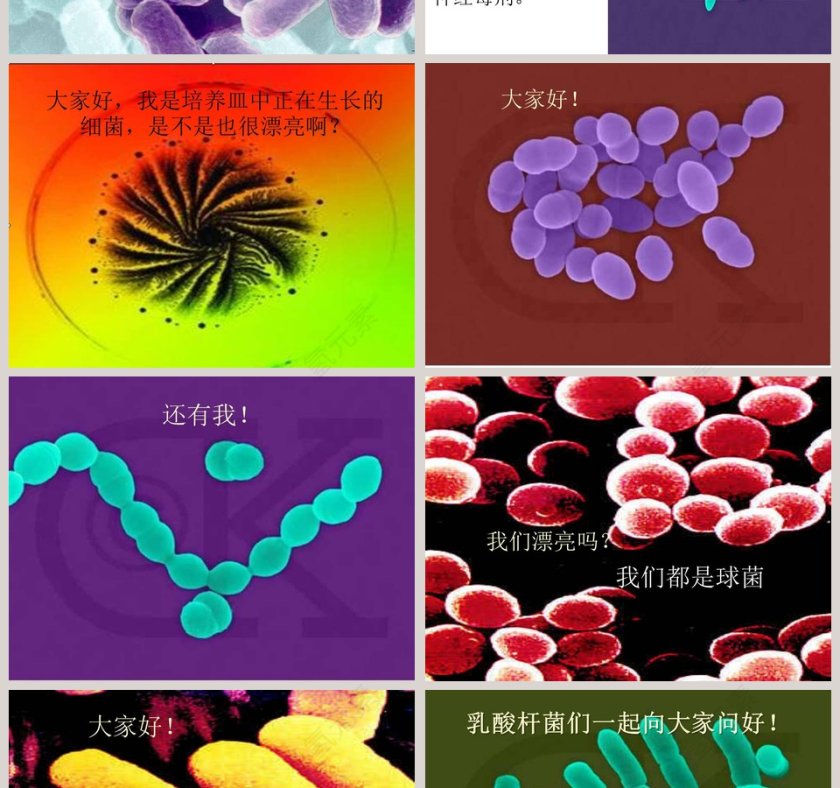 细 菌-青岛版五年制五年级科学上册课件教学ppt课件第2张