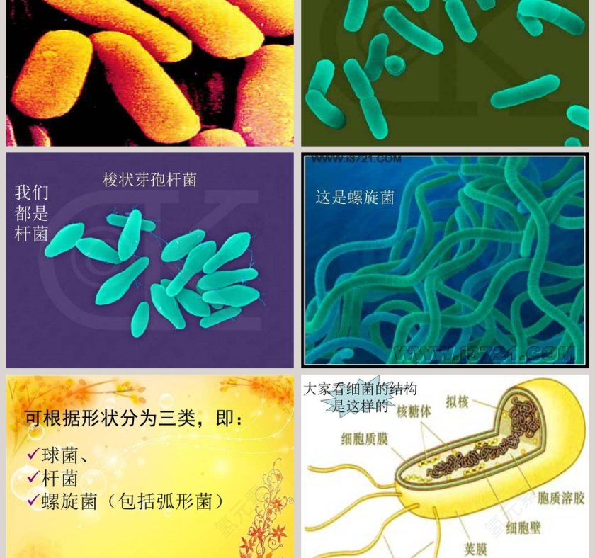 细 菌-青岛版五年制五年级科学上册课件教学ppt课件第3张