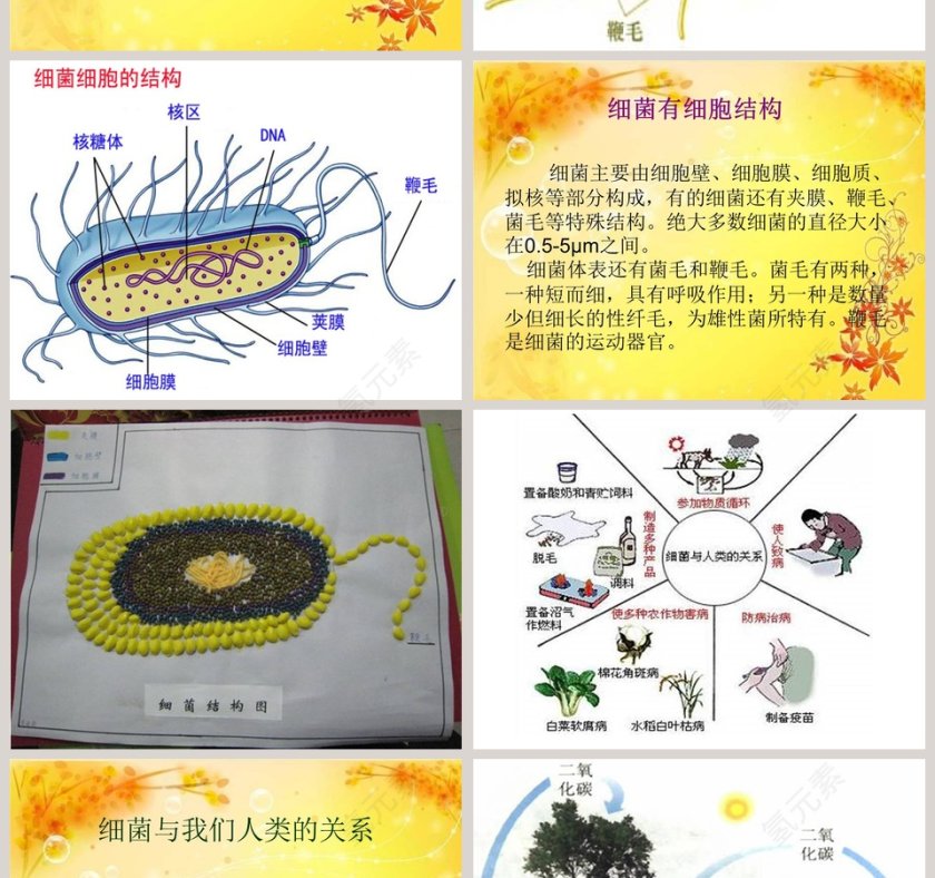 细 菌-青岛版五年制五年级科学上册课件教学ppt课件第4张