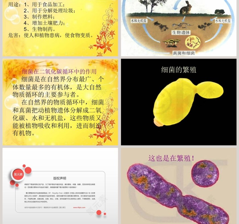细 菌-青岛版五年制五年级科学上册课件教学ppt课件第5张