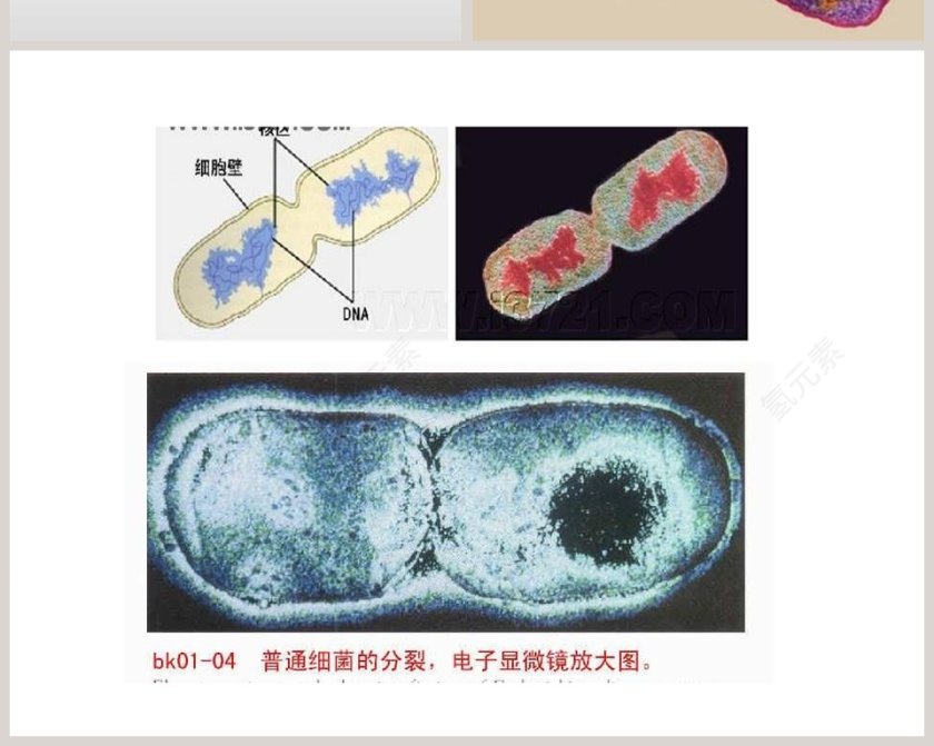 细 菌-青岛版五年制五年级科学上册课件教学ppt课件第6张
