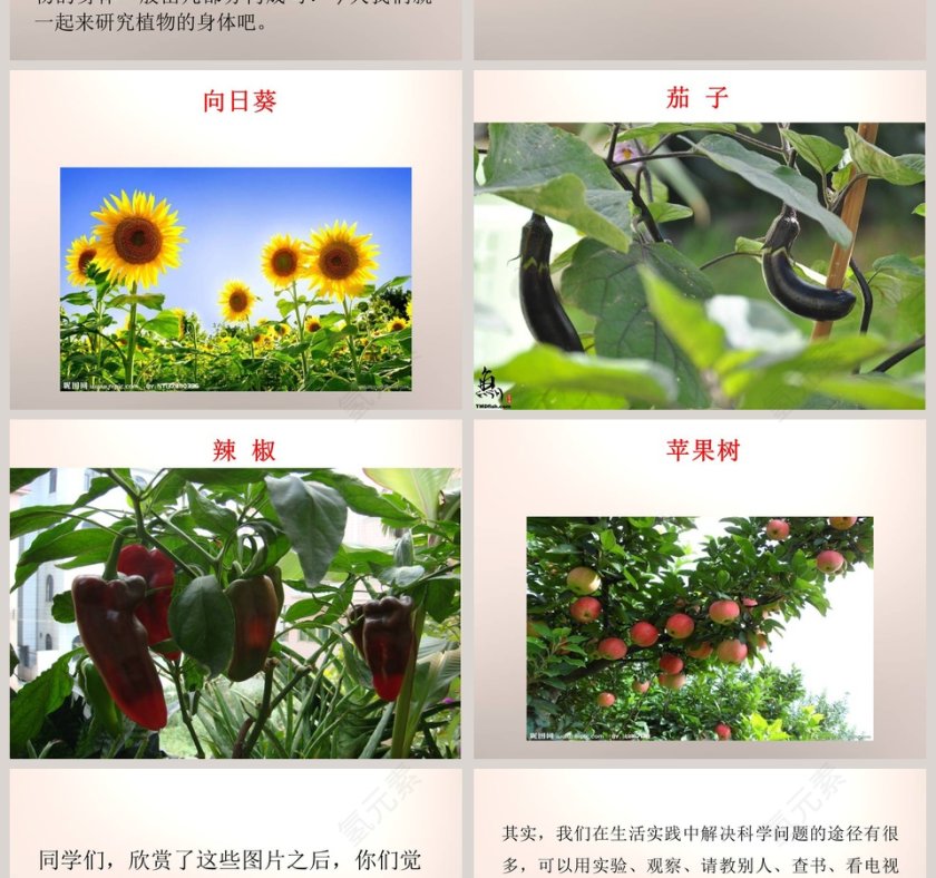 植物的身体-青岛版科学五四制四上教学ppt课件第2张