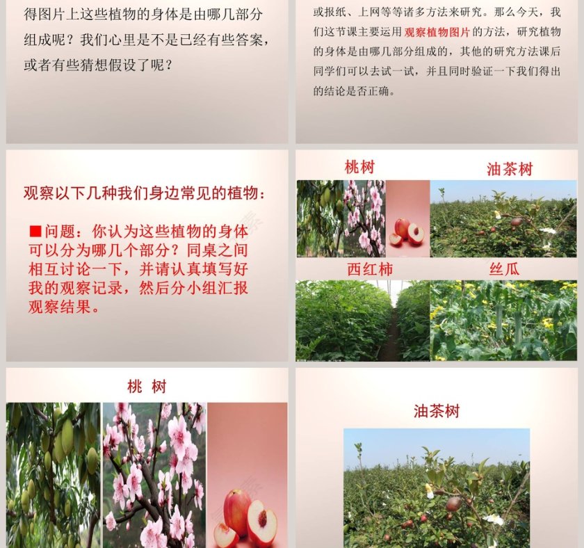 植物的身体-青岛版科学五四制四上教学ppt课件第3张