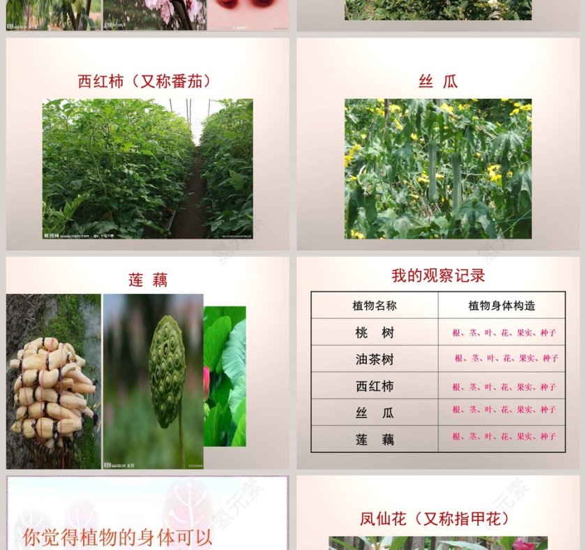 植物的身体-青岛版科学五四制四上教学ppt课件第4张