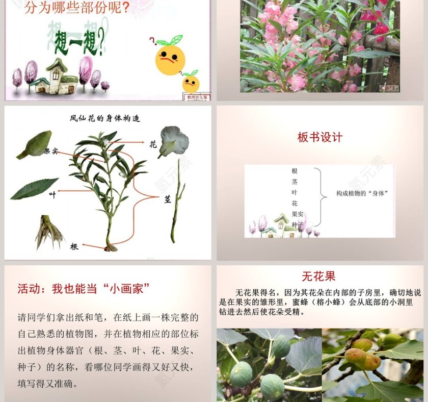 植物的身体-青岛版科学五四制四上教学ppt课件第5张