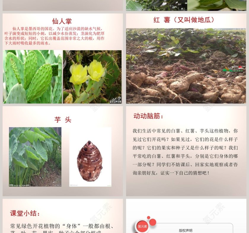 植物的身体-青岛版科学五四制四上教学ppt课件第6张