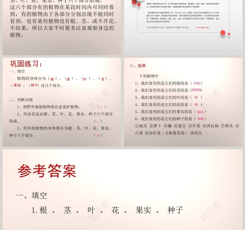 植物的身体-青岛版科学五四制四上教学ppt课件第7张