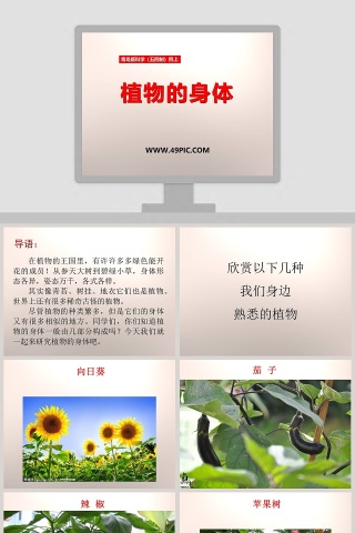 植物的身体-青岛版科学五四制四上教学ppt课件