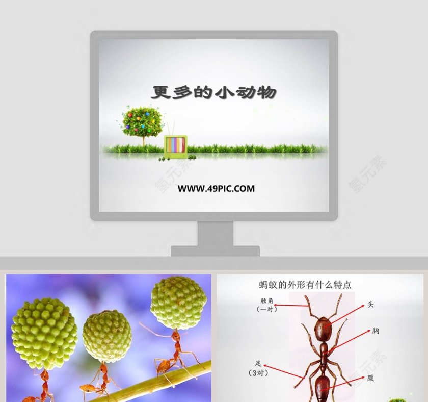 更多的小动物教学ppt课件第1张