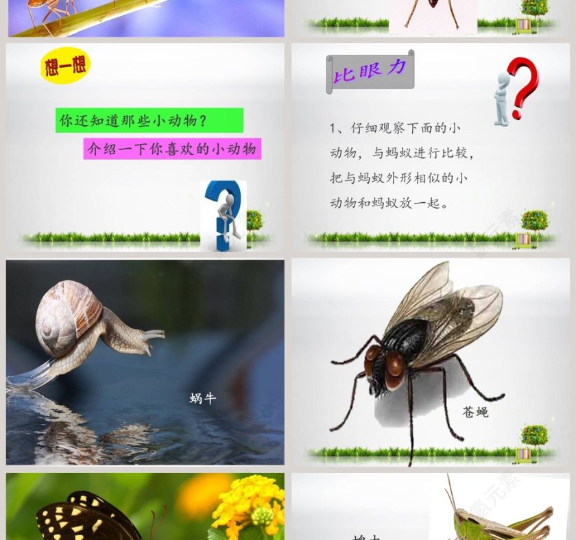 更多的小动物教学ppt课件第2张