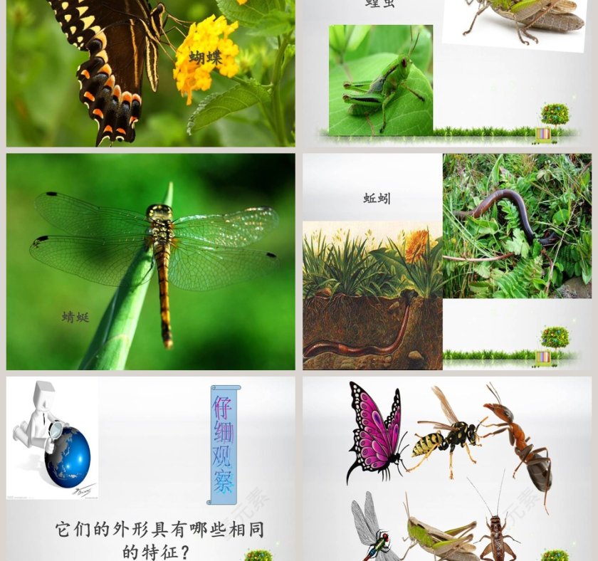 更多的小动物教学ppt课件第3张