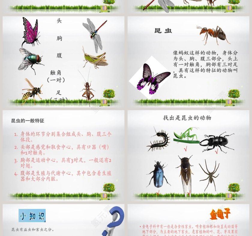 更多的小动物教学ppt课件第4张