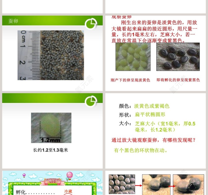 湘教版三年级科学下册课件-蚕宝宝出生了教学ppt课件第2张