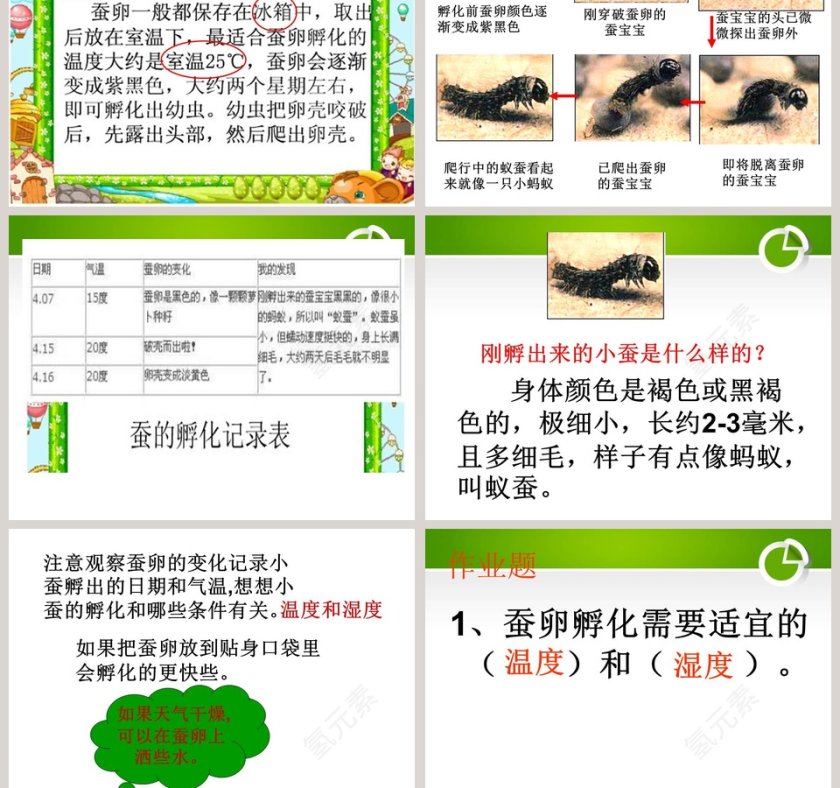 湘教版三年级科学下册课件-蚕宝宝出生了教学ppt课件第3张