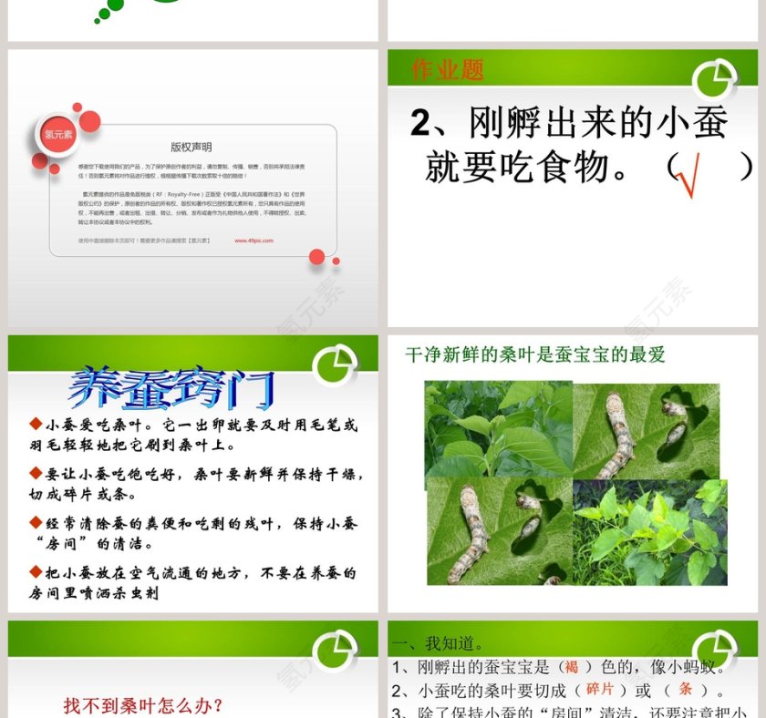 湘教版三年级科学下册课件-蚕宝宝出生了教学ppt课件第4张