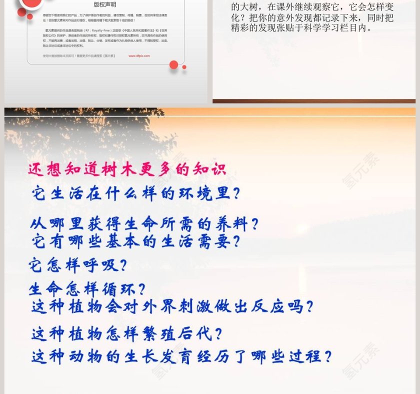 鄂教版四年级科学上册课件-观察一棵树教学ppt课件第3张