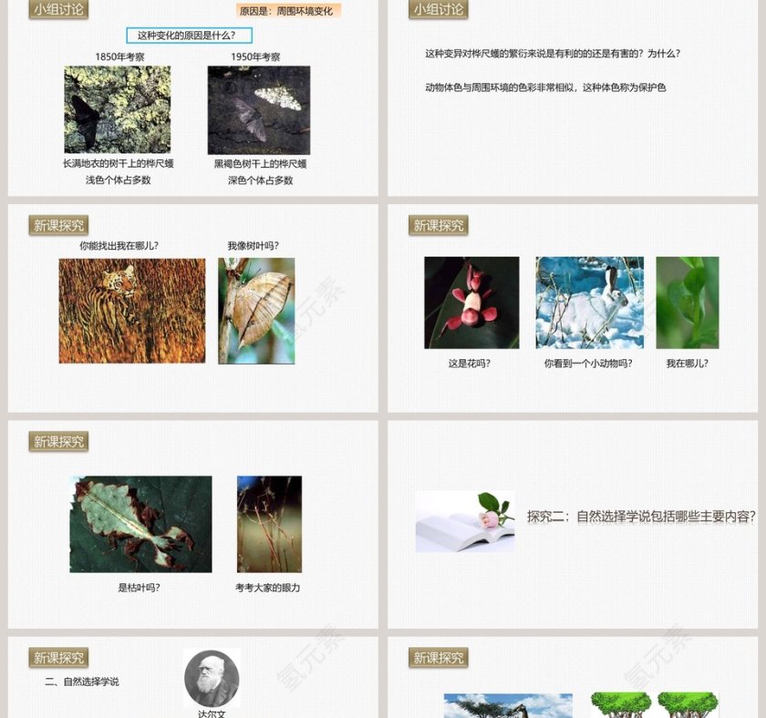 -生物进化的原因教学ppt课件第2张