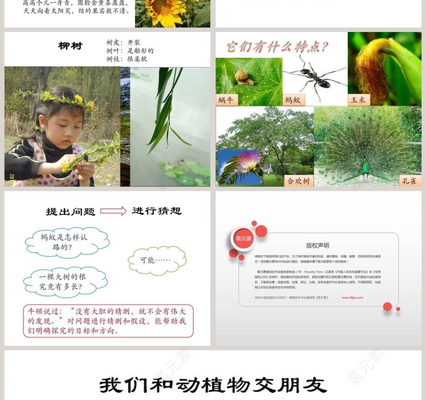 我们周围的动植物PPT模板第2张
