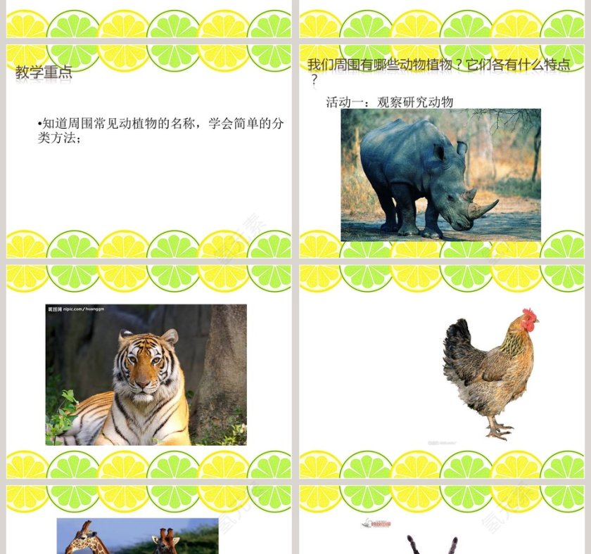 我们周围的动植物教学ppt课件第2张
