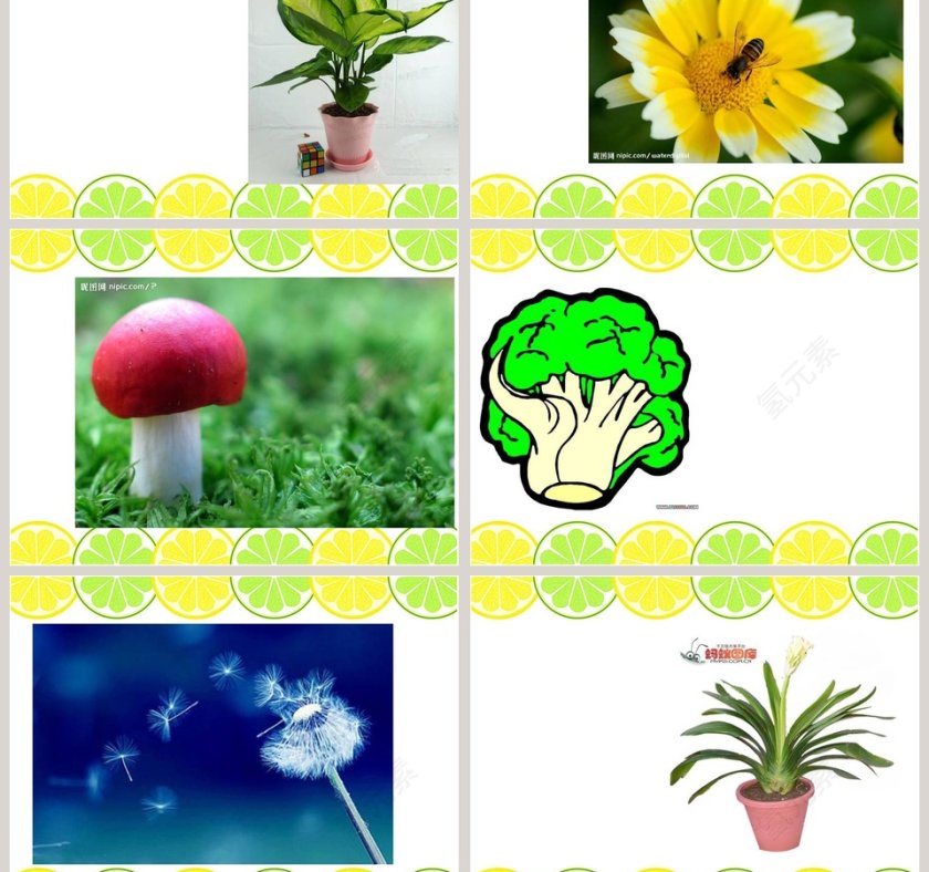 我们周围的动植物教学ppt课件第5张