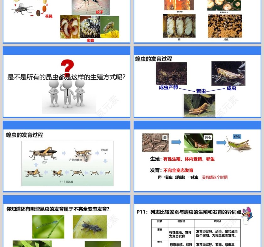 昆虫的生殖和发育-第七单元 生物圈中生命的延续和发展教学ppt课件第3张