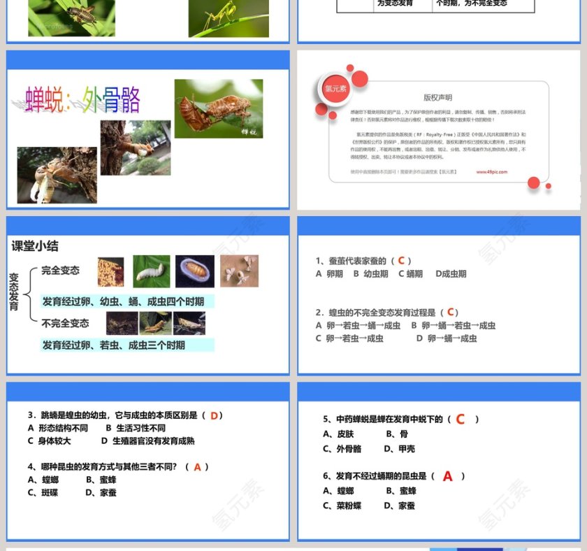 昆虫的生殖和发育-第七单元 生物圈中生命的延续和发展教学ppt课件第4张