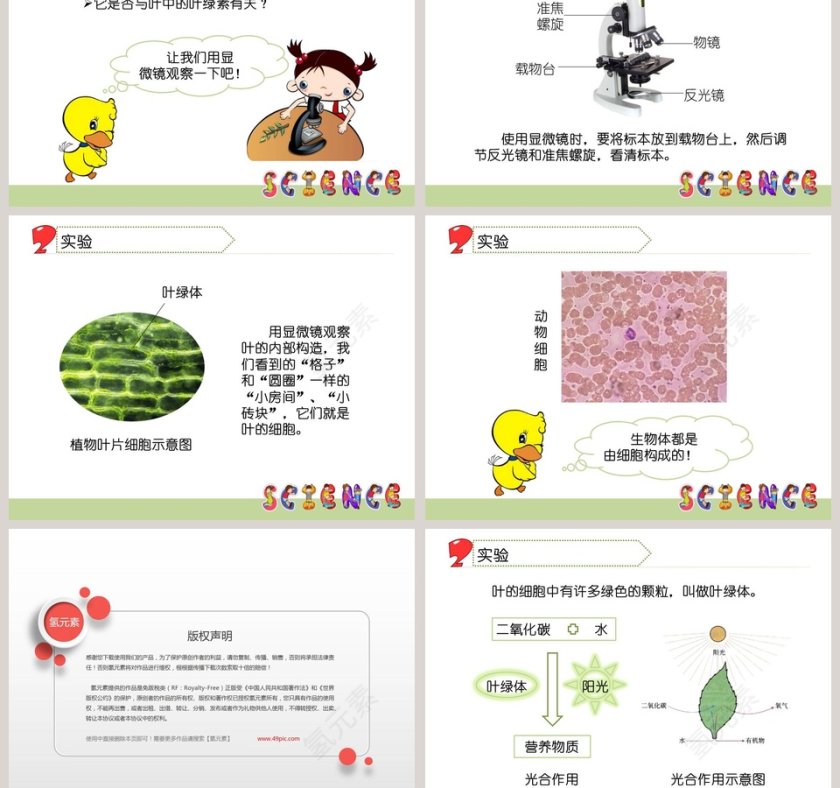 林中的树第一单元 走进树林教学ppt课件第3张